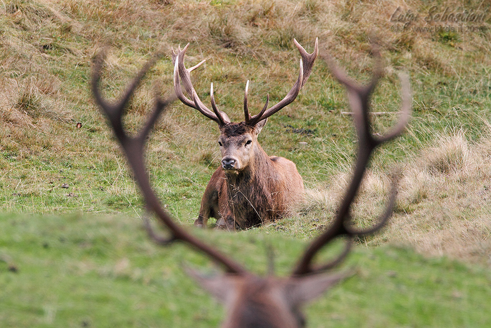 Cervo - Cervus elaphus